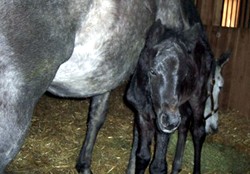 Escudo II's Foal