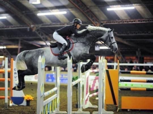 Irish Sport Horse stallion Luxy
